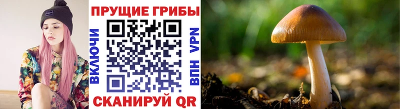 Галлюциногенные грибы прущие грибы  Хвалынск 